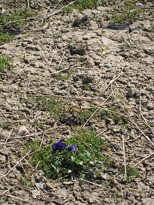 pansy unmulched